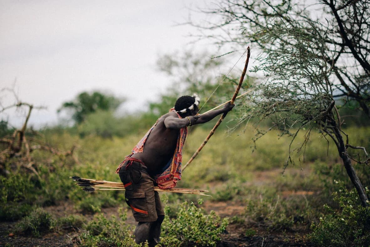 Hadzabe hunter leaning back as he draws a tall wooden bow, aiming an arrow up into an acacia tree, spare feathered arrows tucked through his waistband